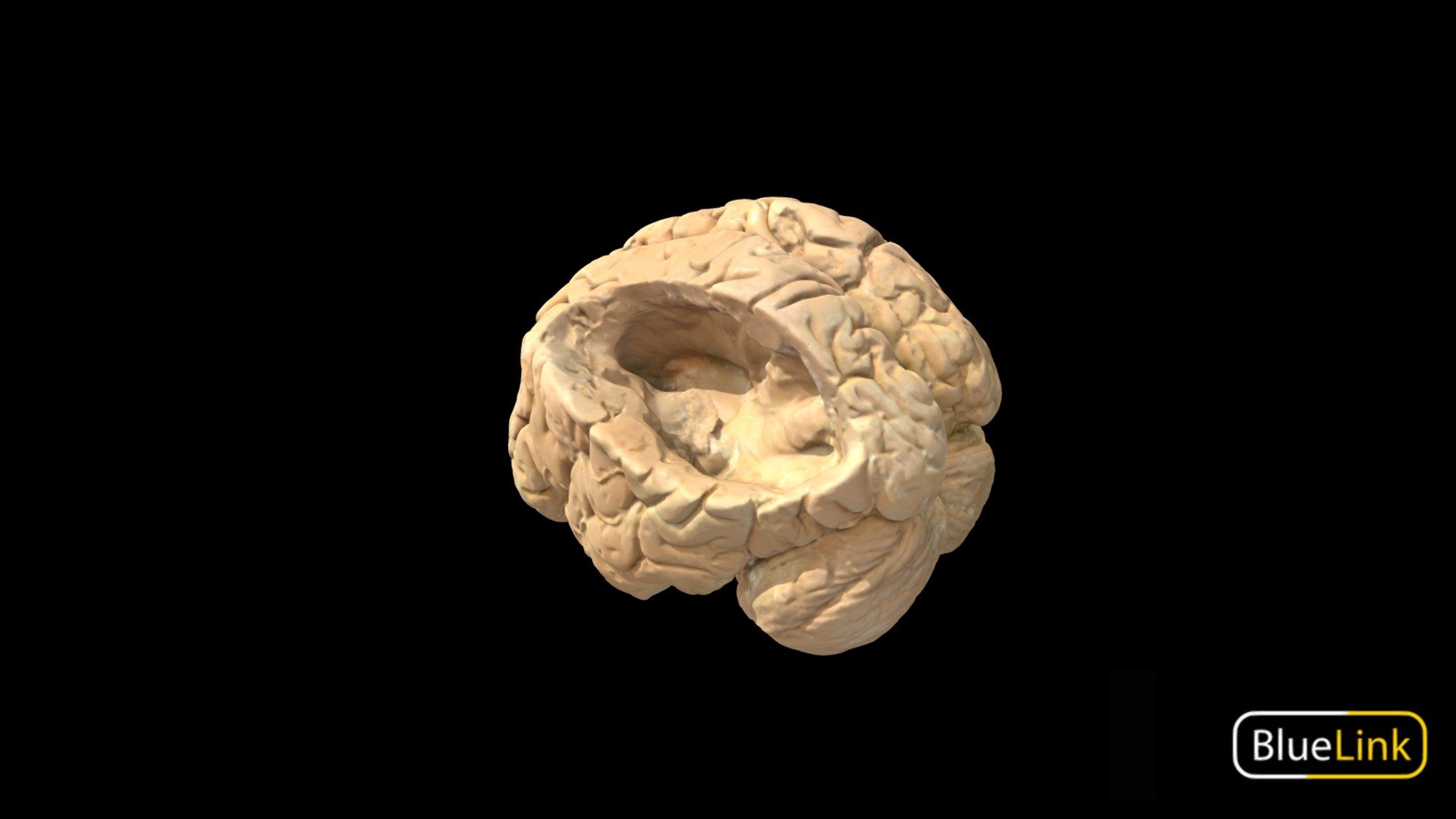 Brain 3d model