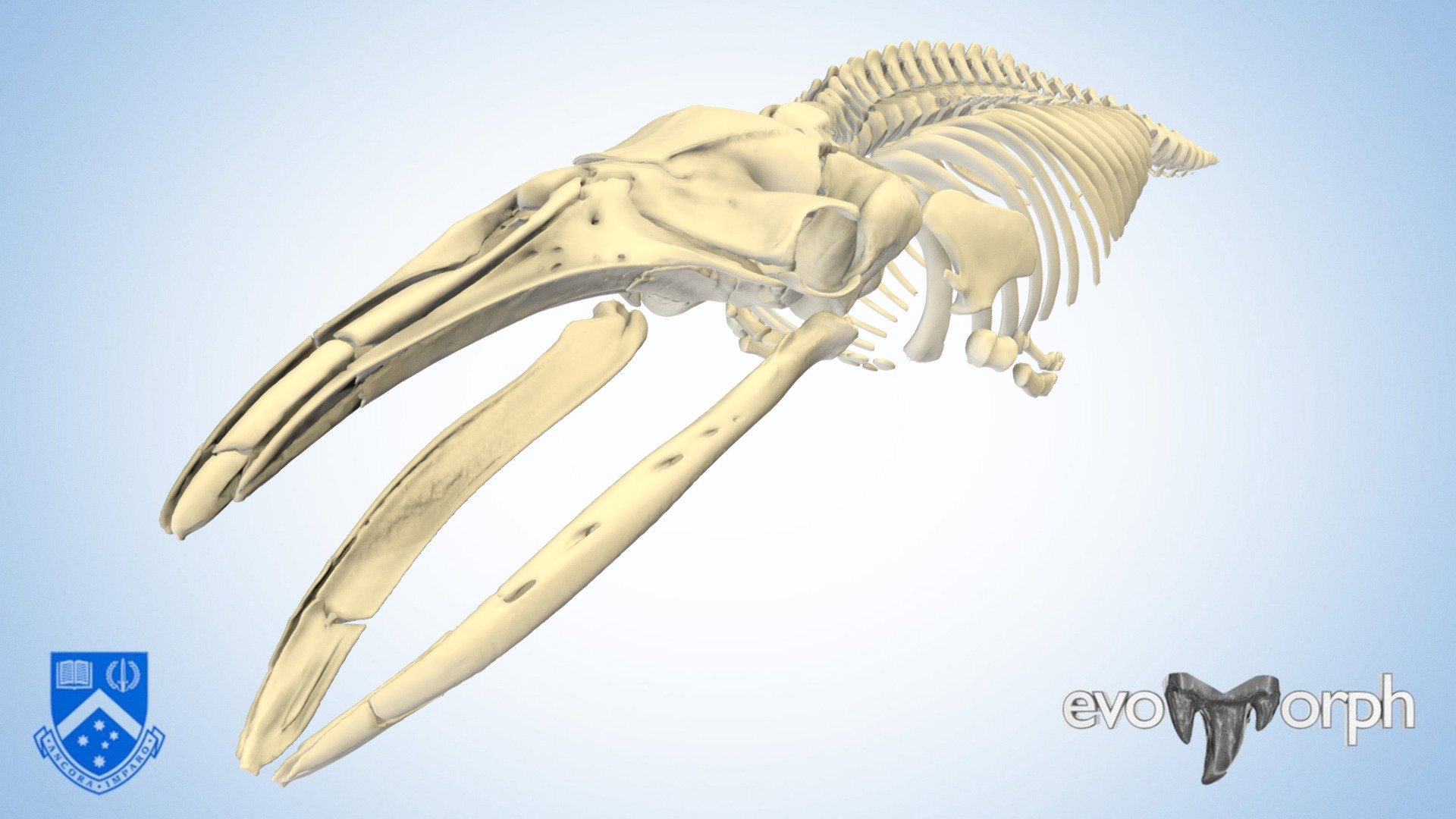 BIO2242 Pygmy Right Whale Skeleton 3d model