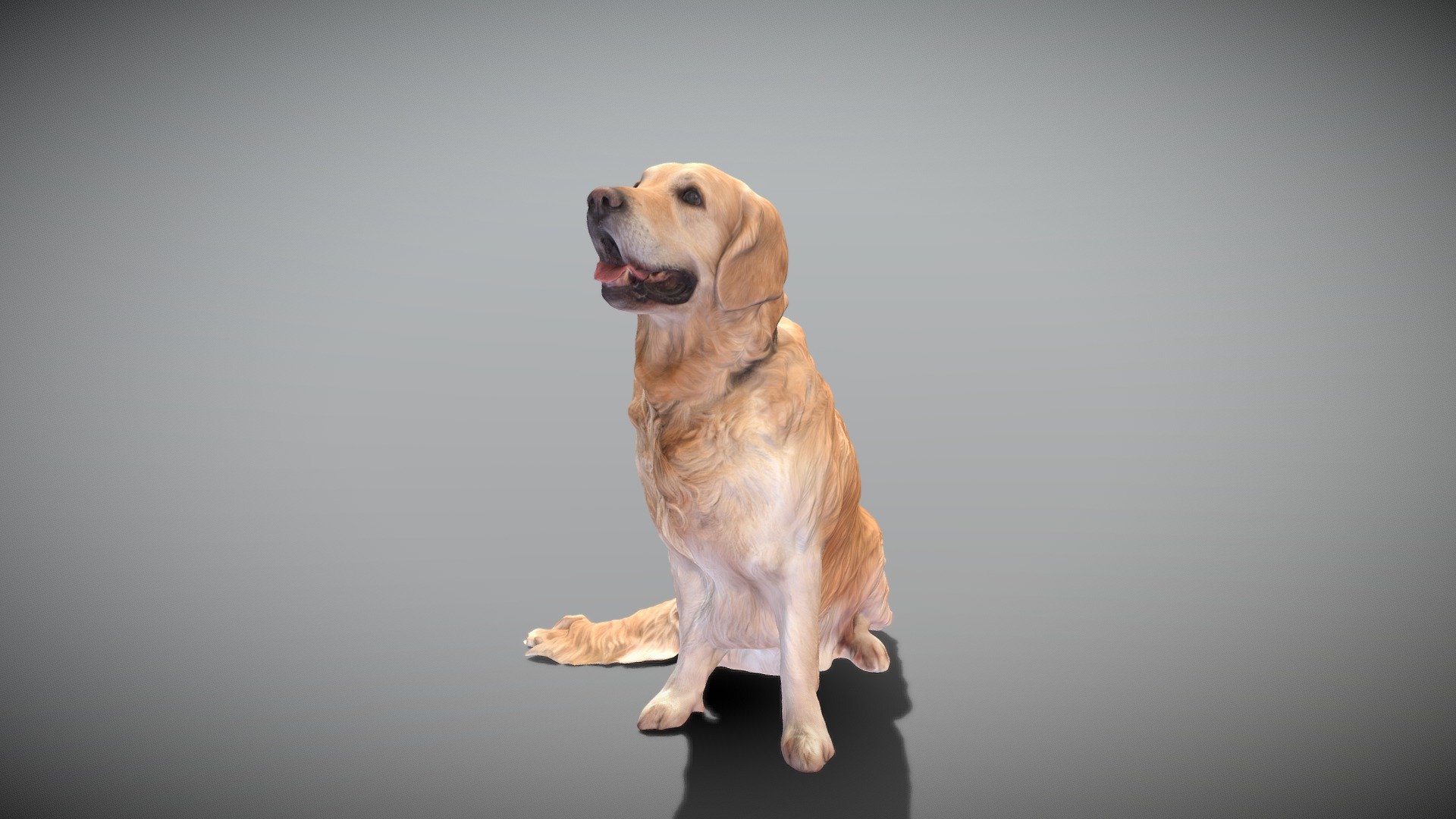 Golden retriever dog 23 3d model