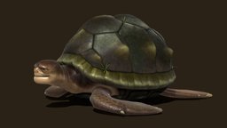 turtle