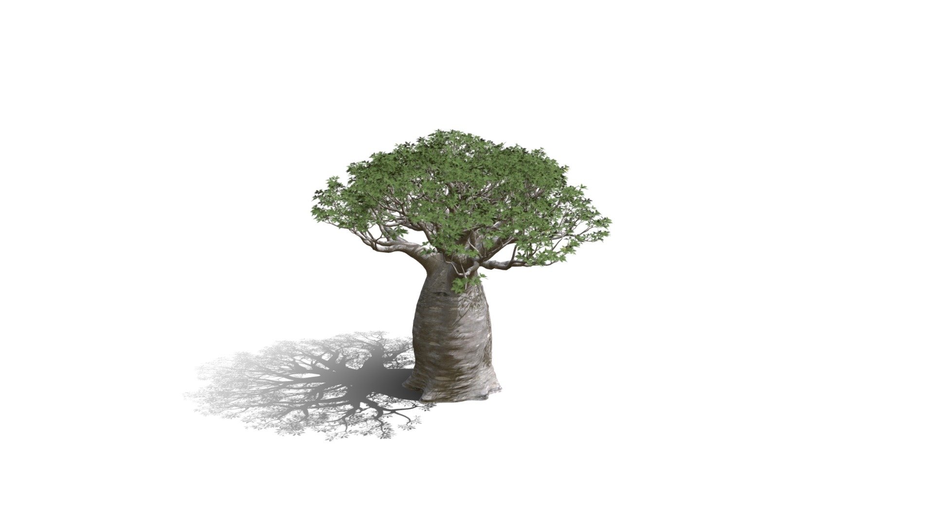 Realistic HD African continental baobab (18/20) 3d model