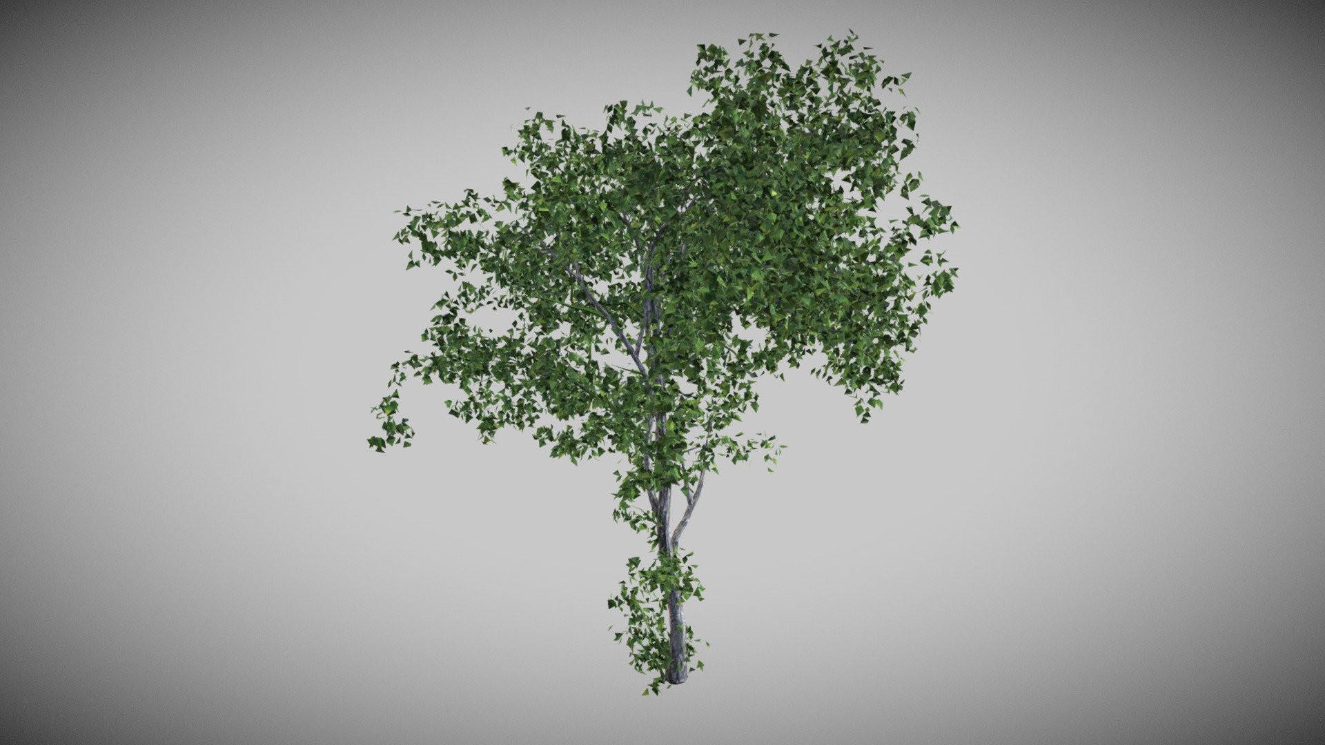 Linden Tree 3d model