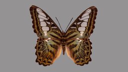 Parthenos sylvia