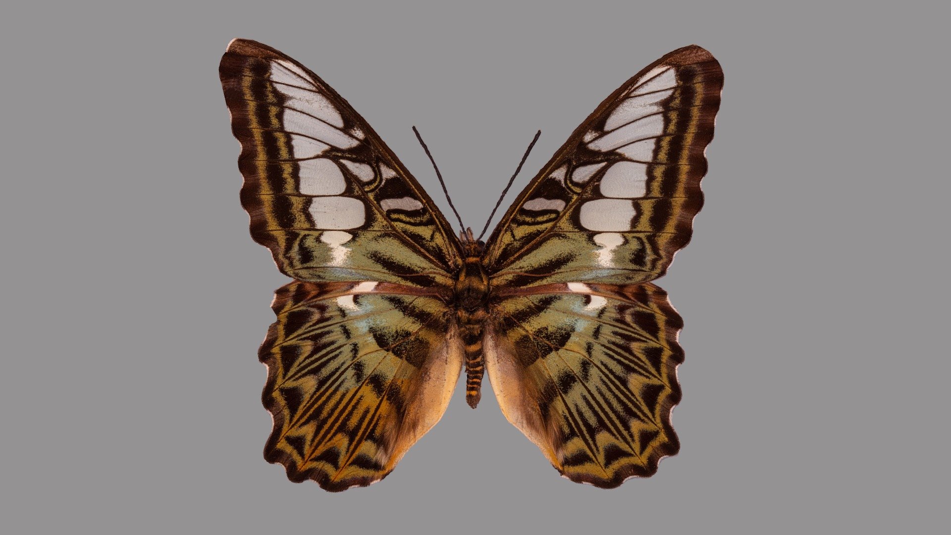 Parthenos sylvia 3d model