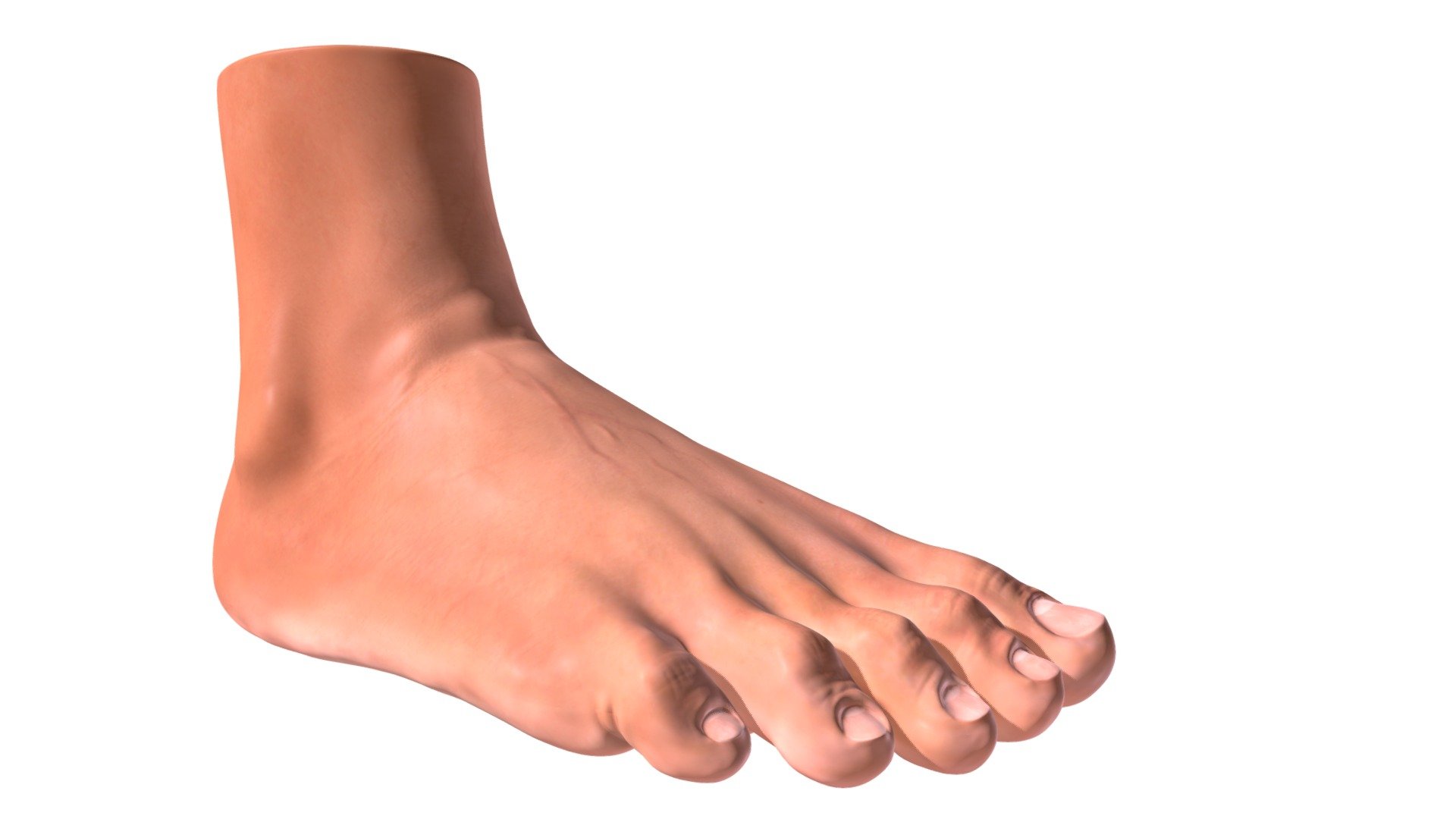 Foot 3d model