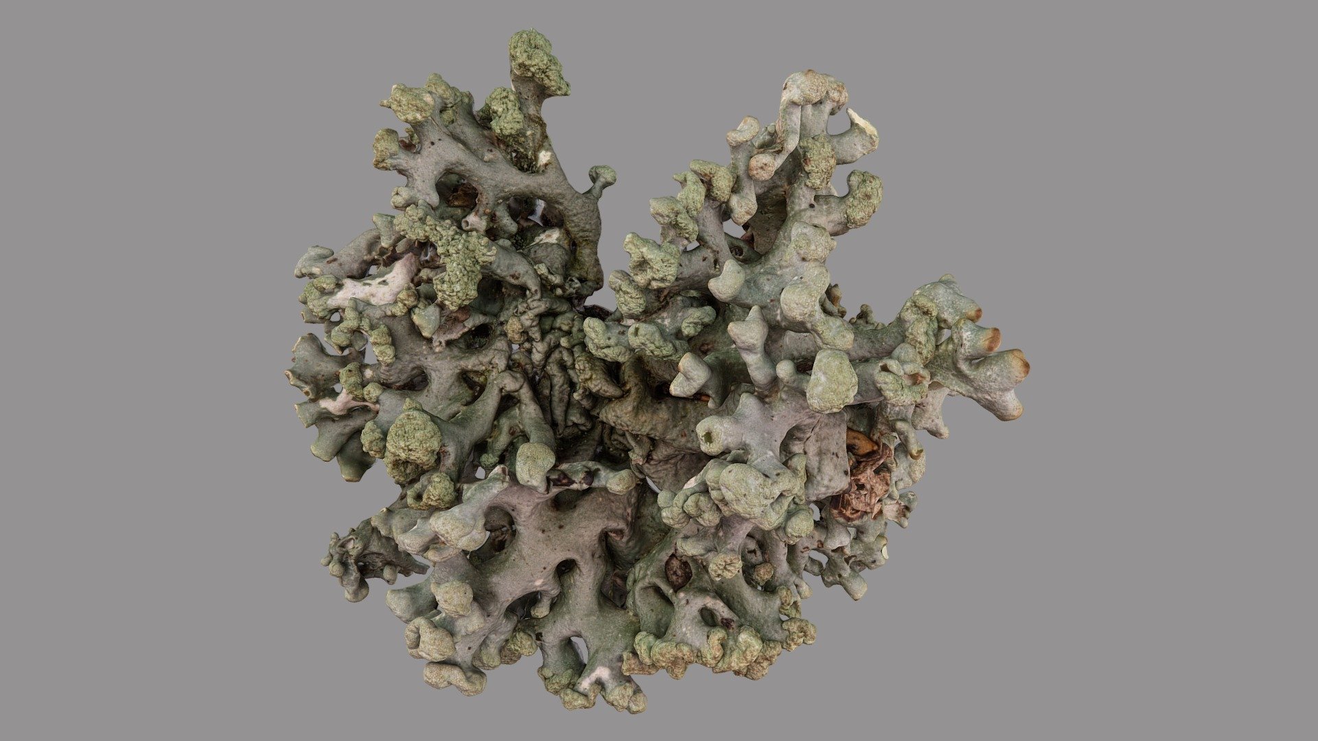 Hypogymnia tubulosa 3d model