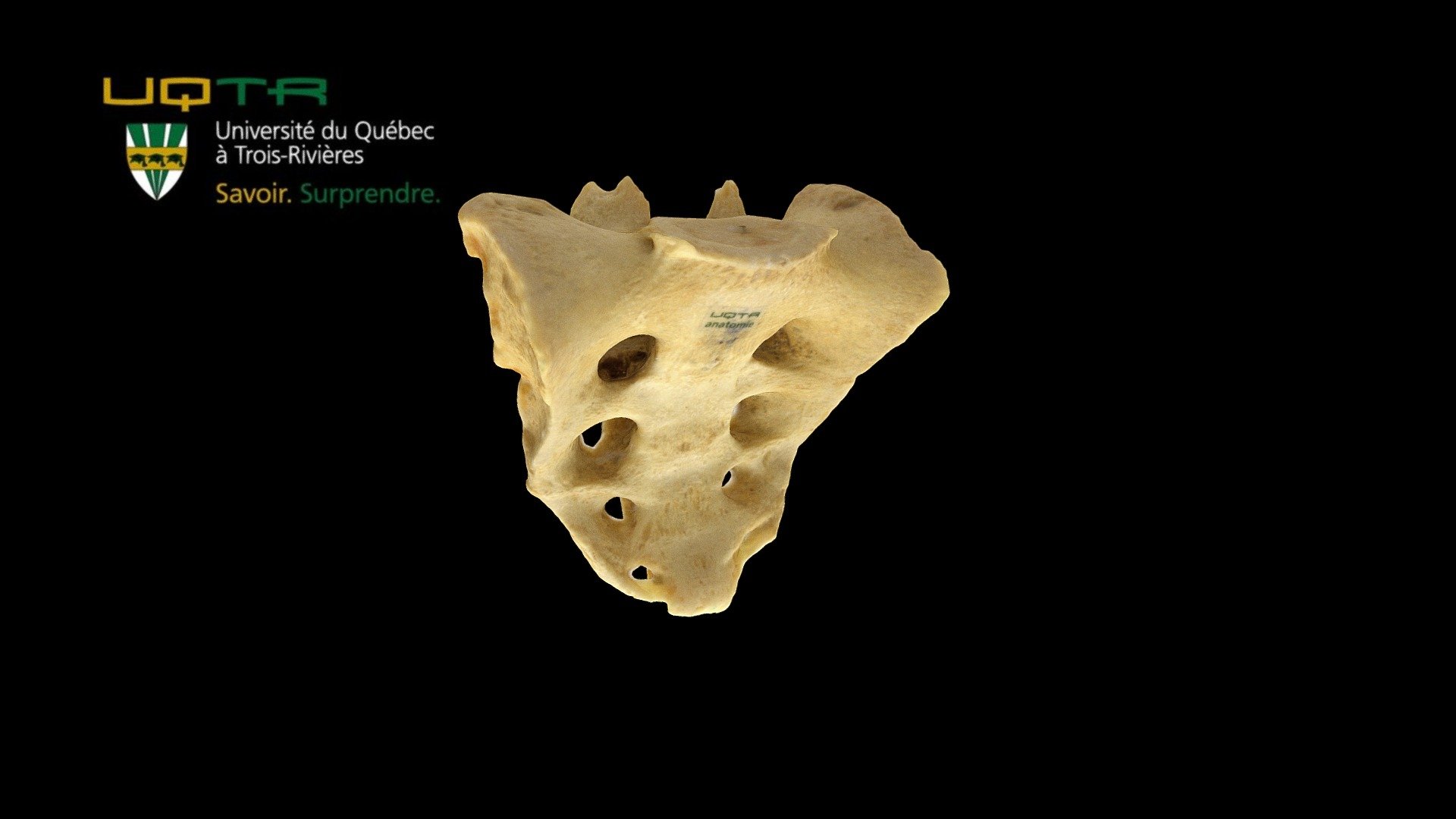 Sacrum 3d model