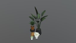 Indoor plants in pack