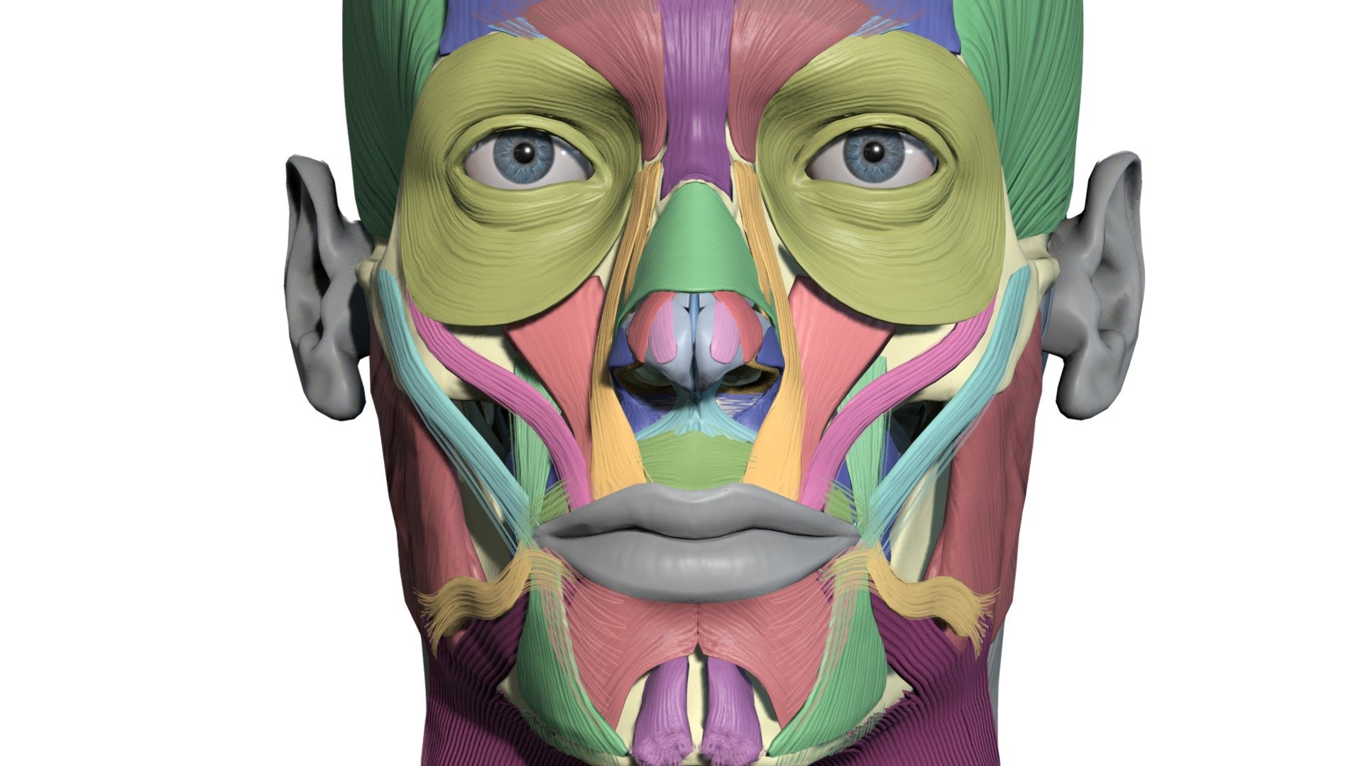 Colourcoded head muscle cha 3d model