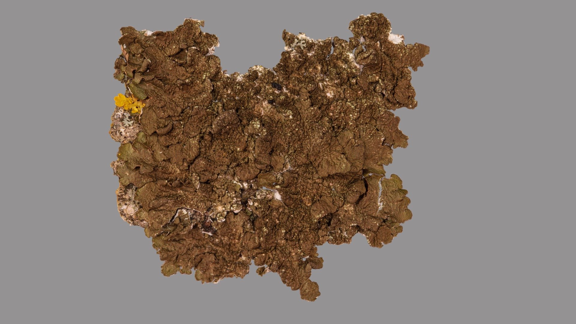 Melanelixia subaurifera 3d model