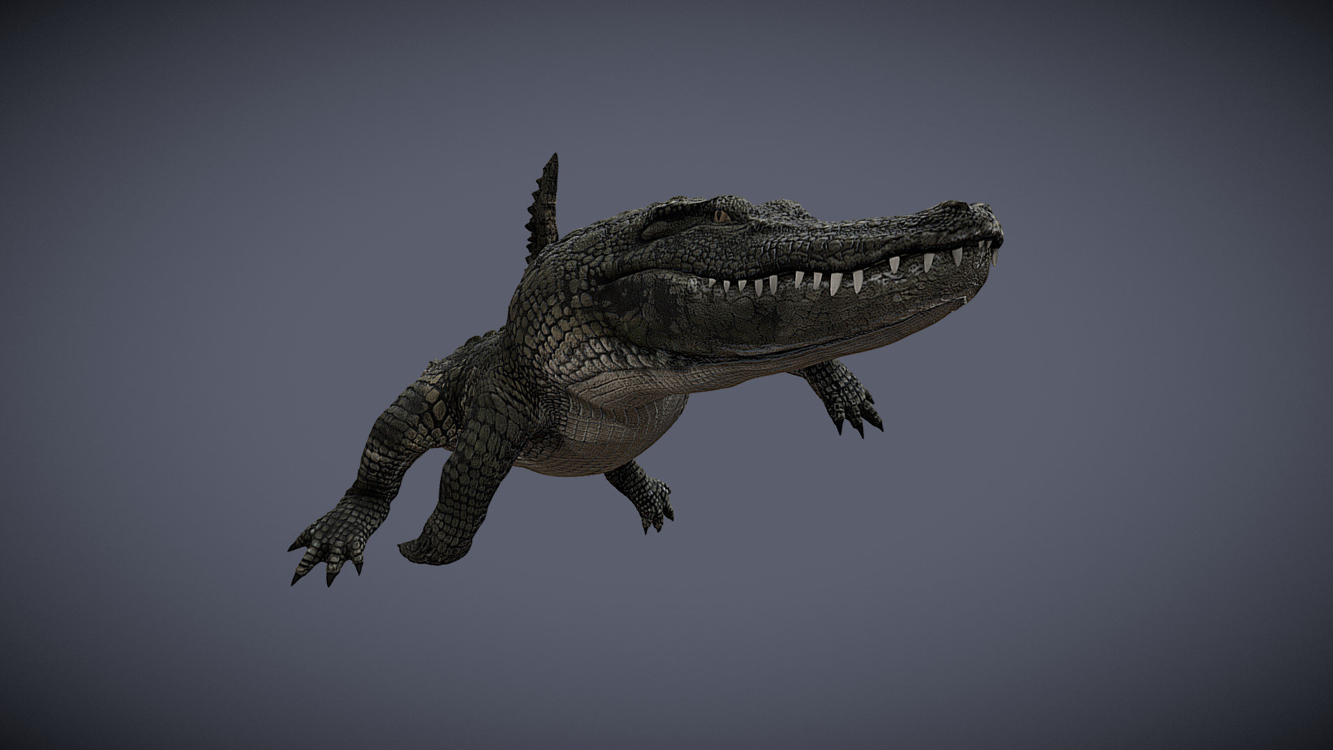 Alligator 3d model