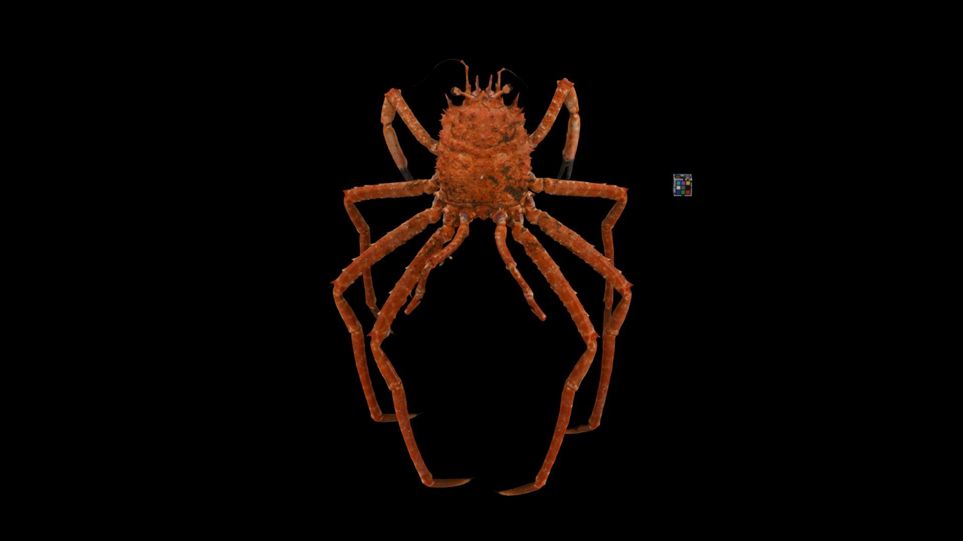 オオホモラ 🦀 Japanese Deepwater Carrier Crab 3d model