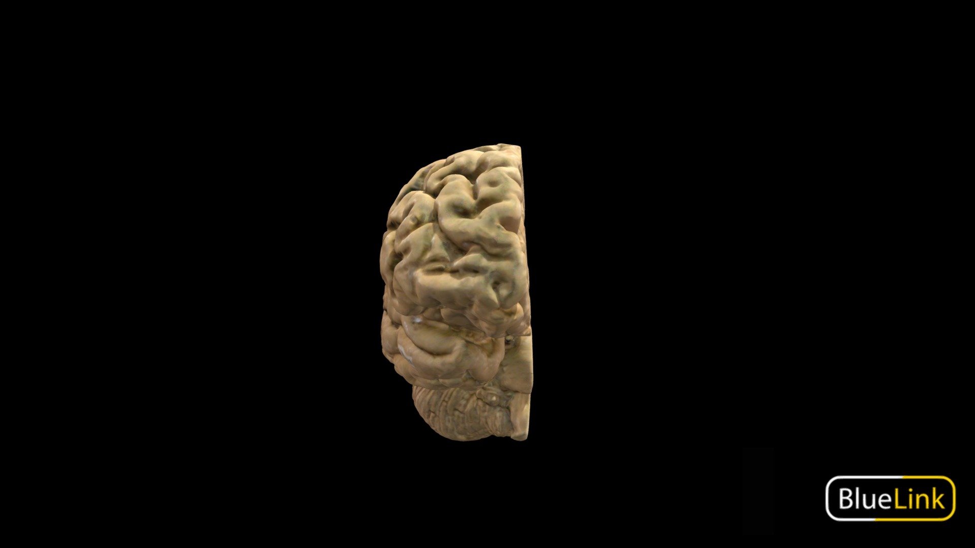 Brain 3d model