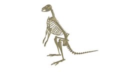 Kangaroo Skeleton