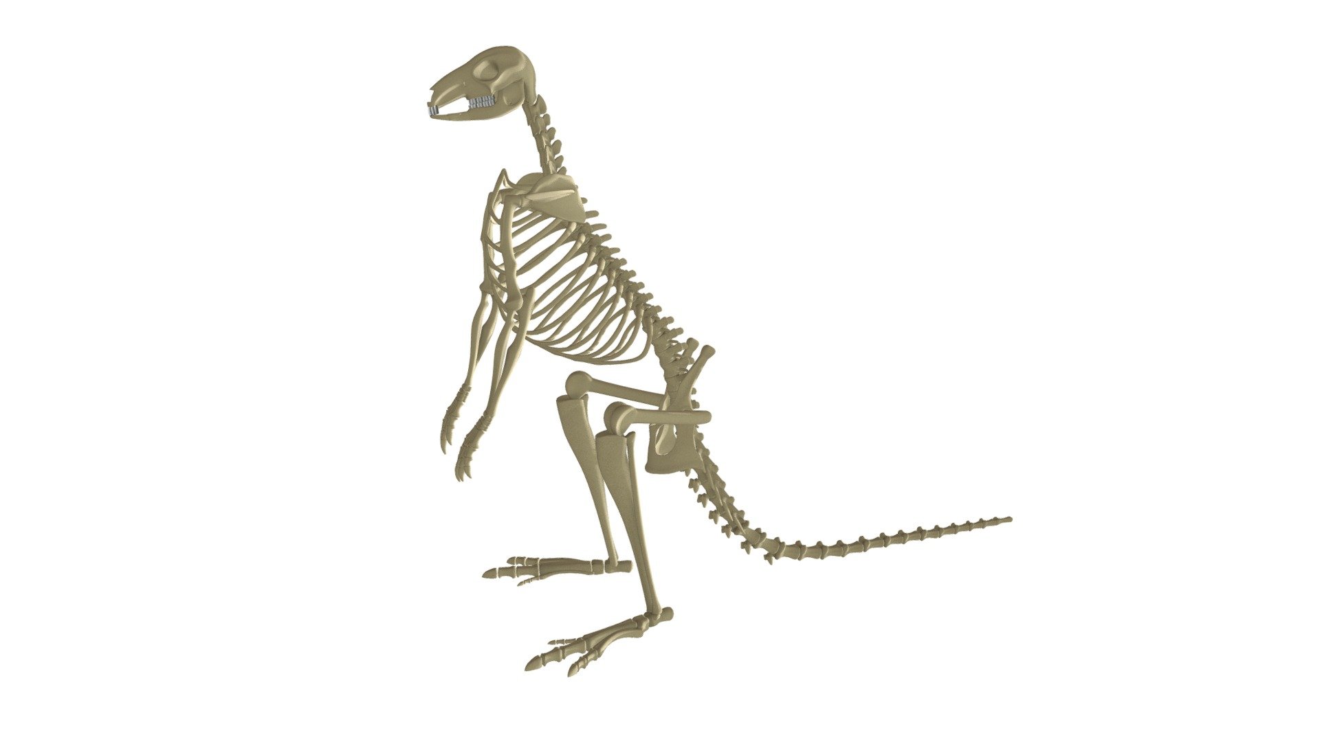 Kangaroo Skeleton 3d model