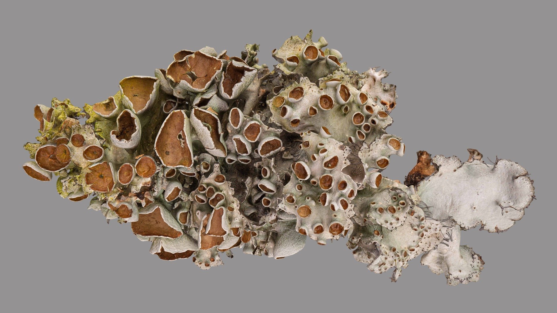 Parmotrema perforatum 3d model