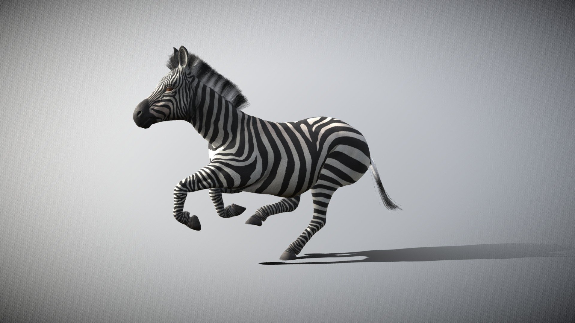 Zebra 3d model