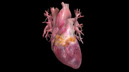 Realistic Rhythm Heart Animation