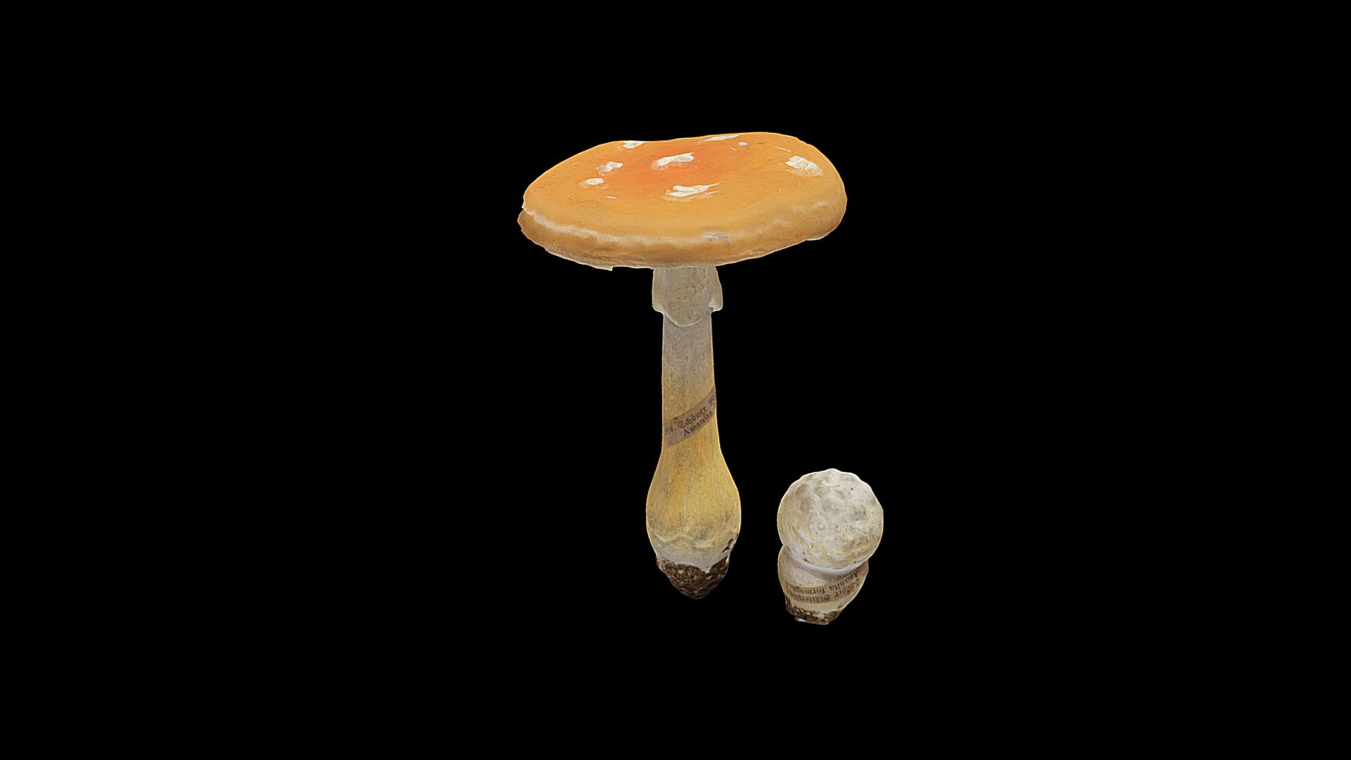 Rdeča mušnica Amanita muscaria 3d model