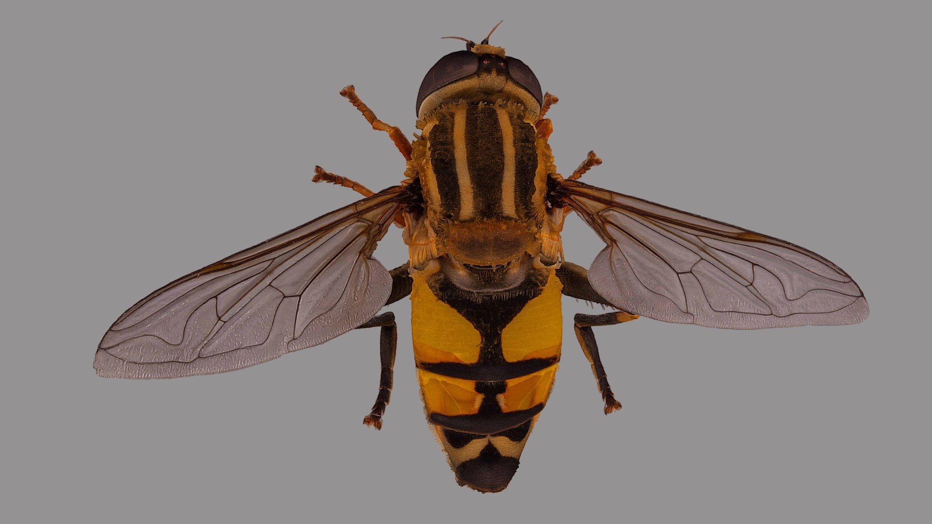 Helophilus trivittatum 3d model