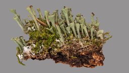 Cladonia chlorophaea