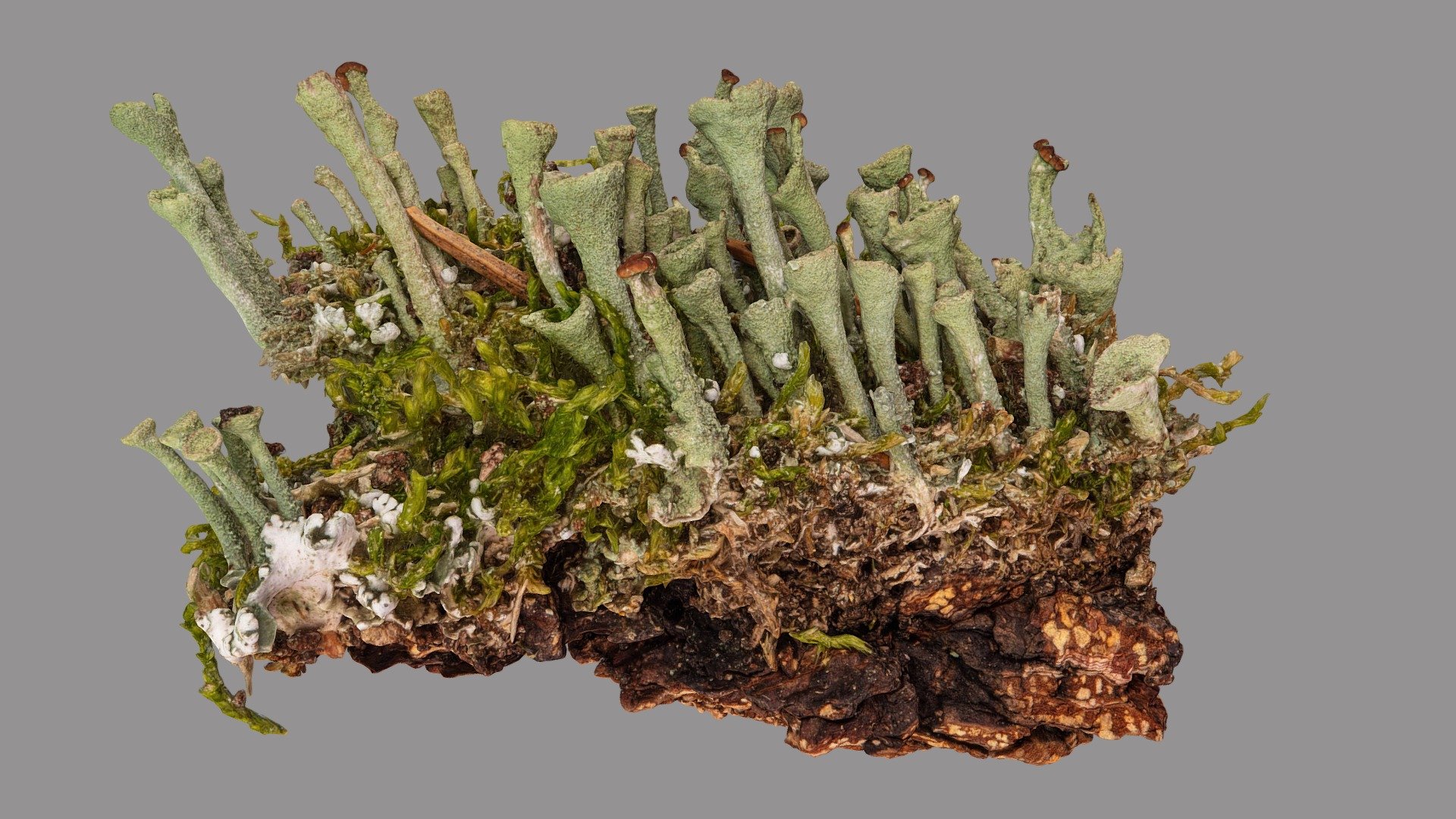 Cladonia chlorophaea 3d model