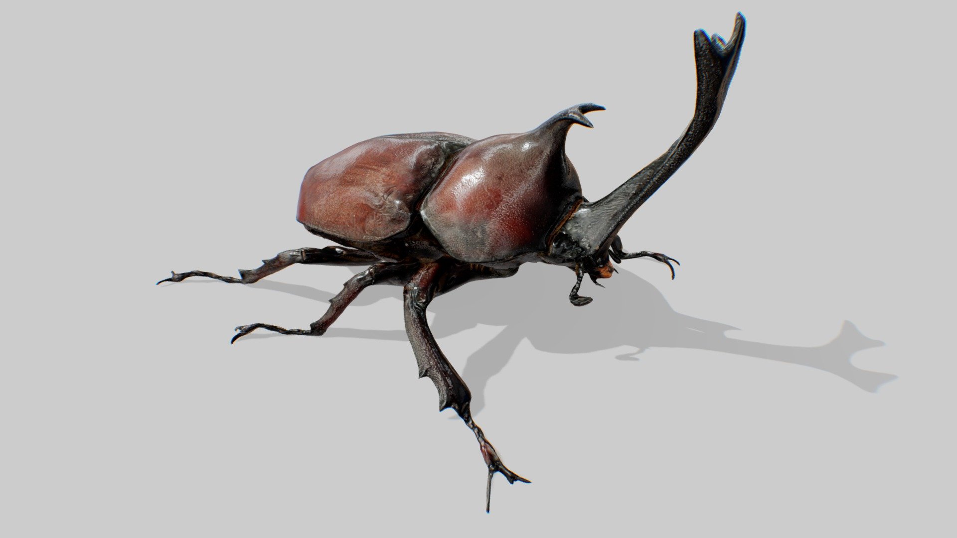 Japanese Rhinoceros Beetle (JIP) 3d model