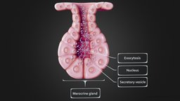 Exocrine gland