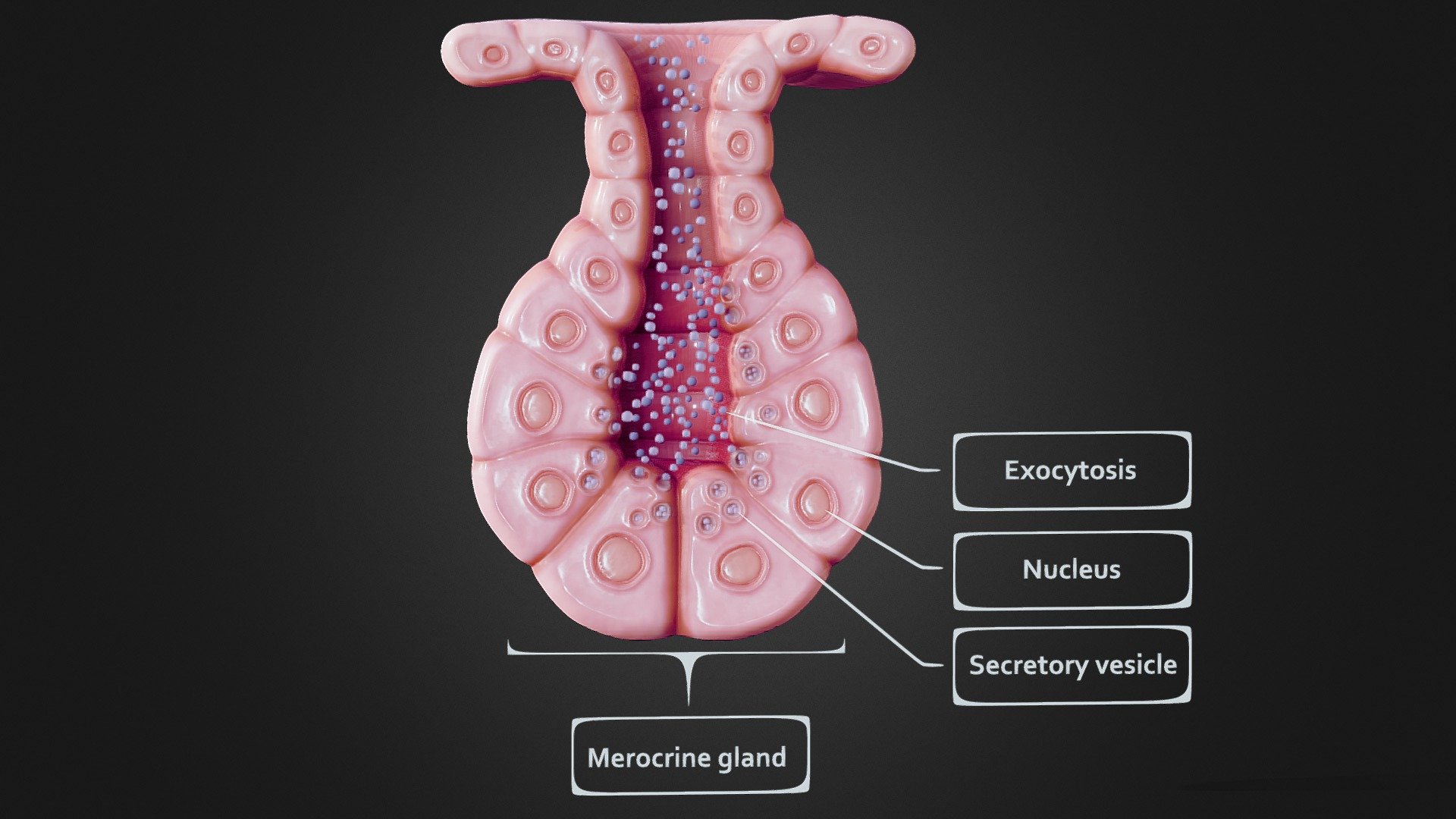 Exocrine gland 3d model