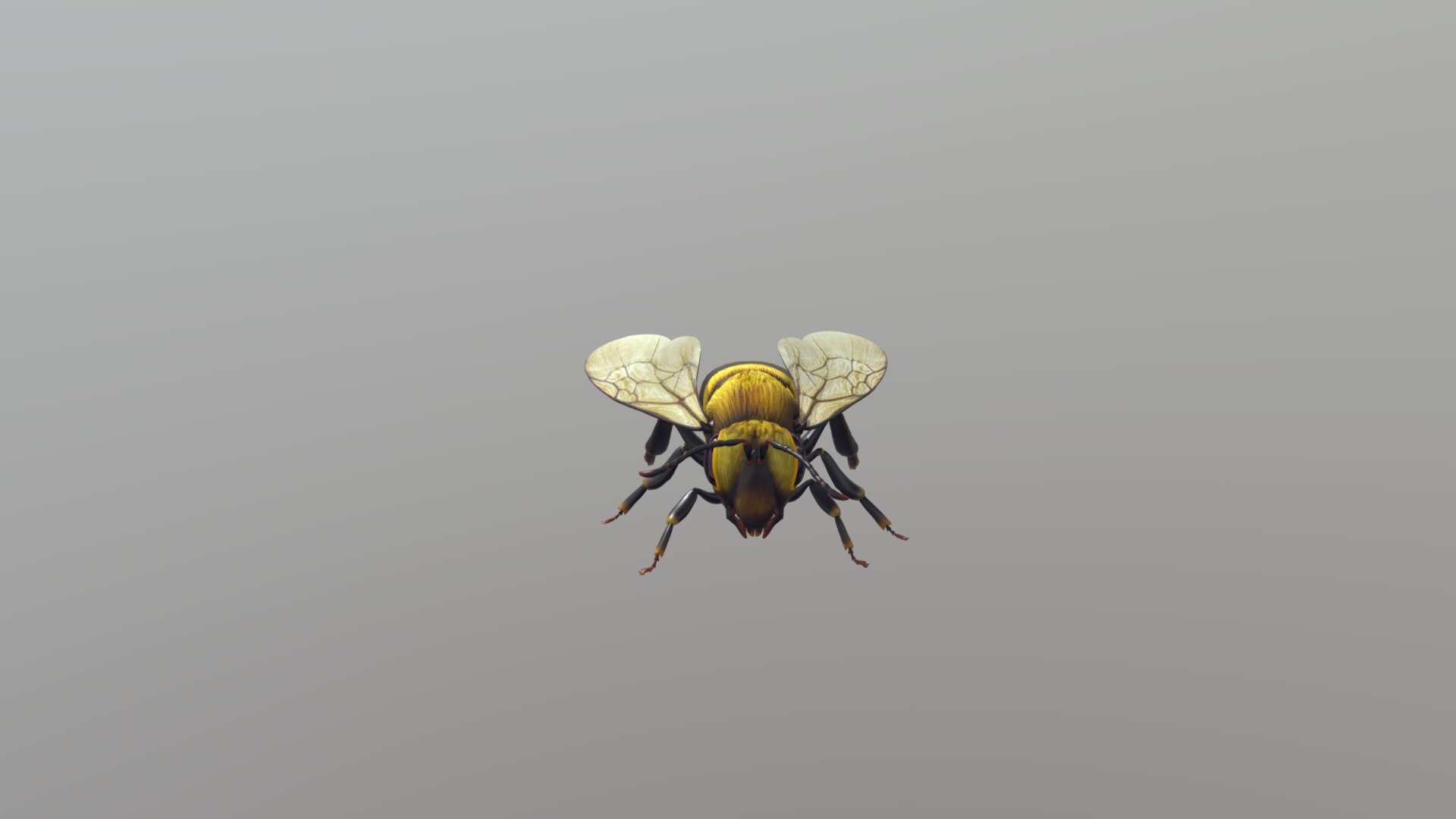 Bee 3d model