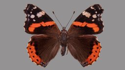 Vanessa atalanta