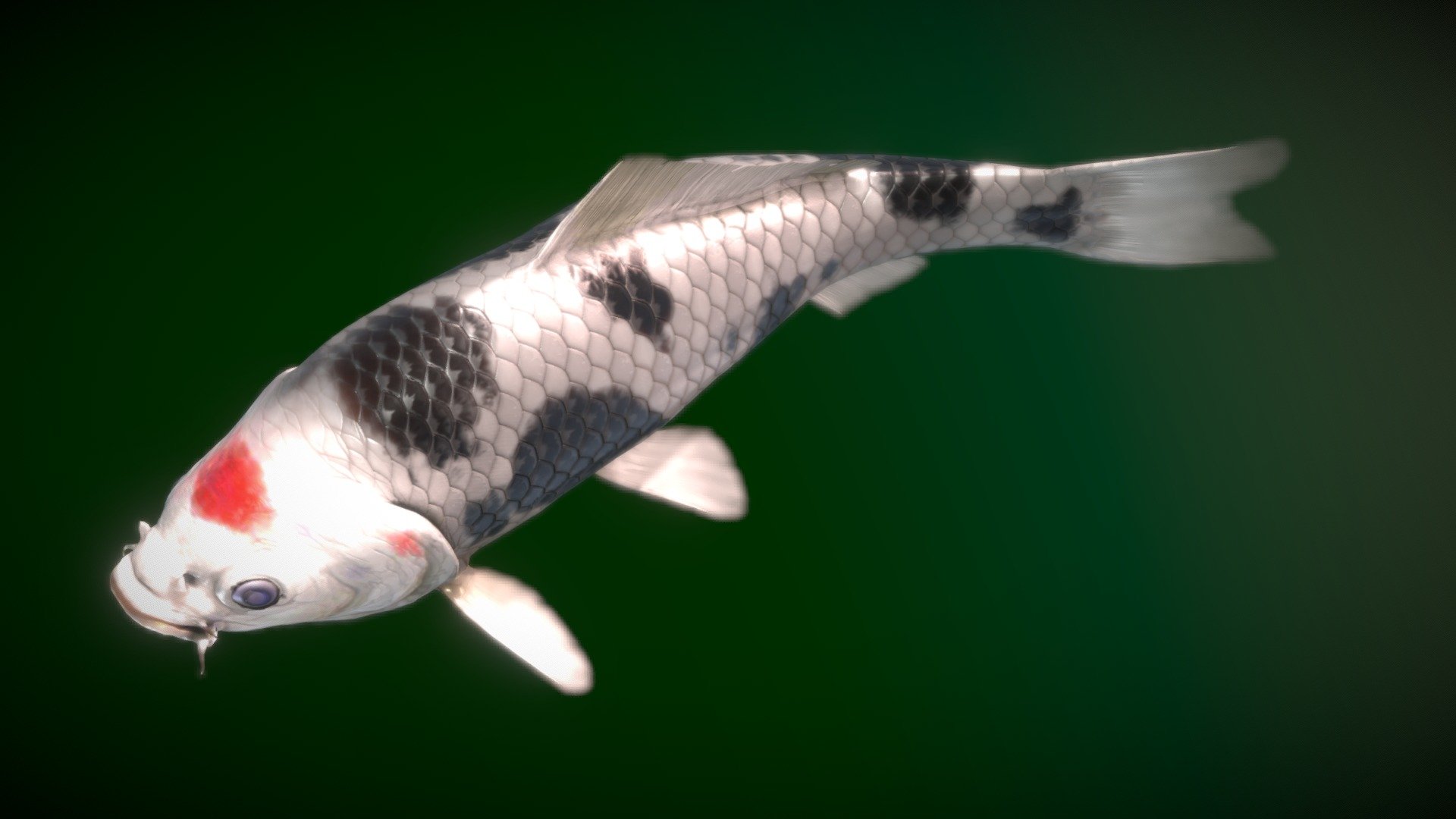 Koi — Tancho 3d model