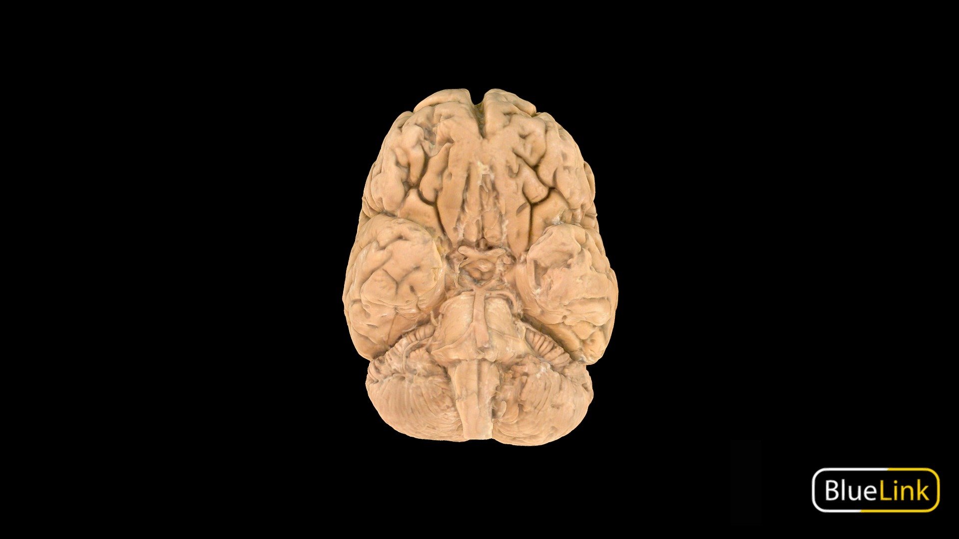 Brain 3d model