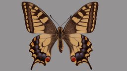 Papilio machaon