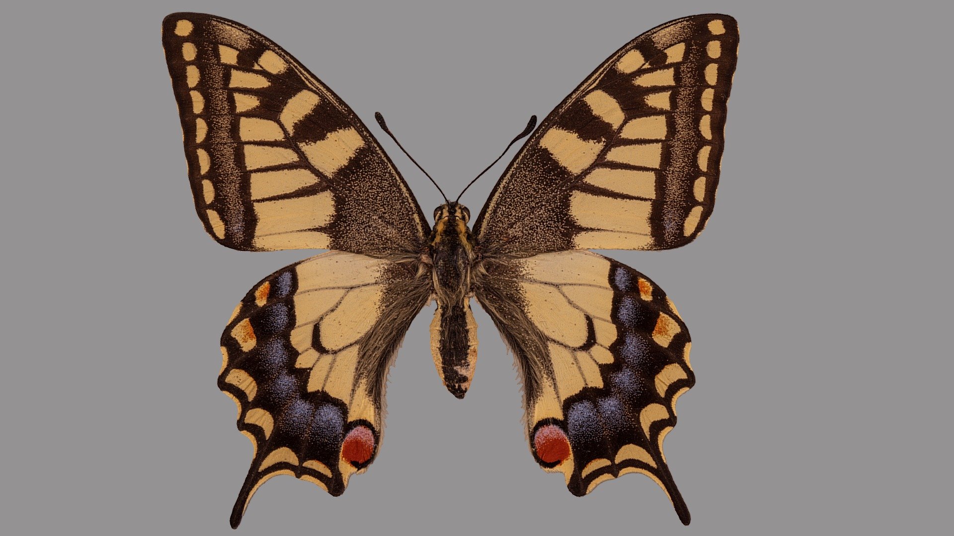 Papilio machaon 3d model