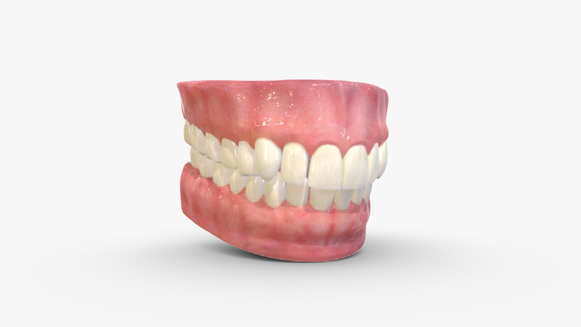 Realistic Teeth, Gums and Tongue 3d model