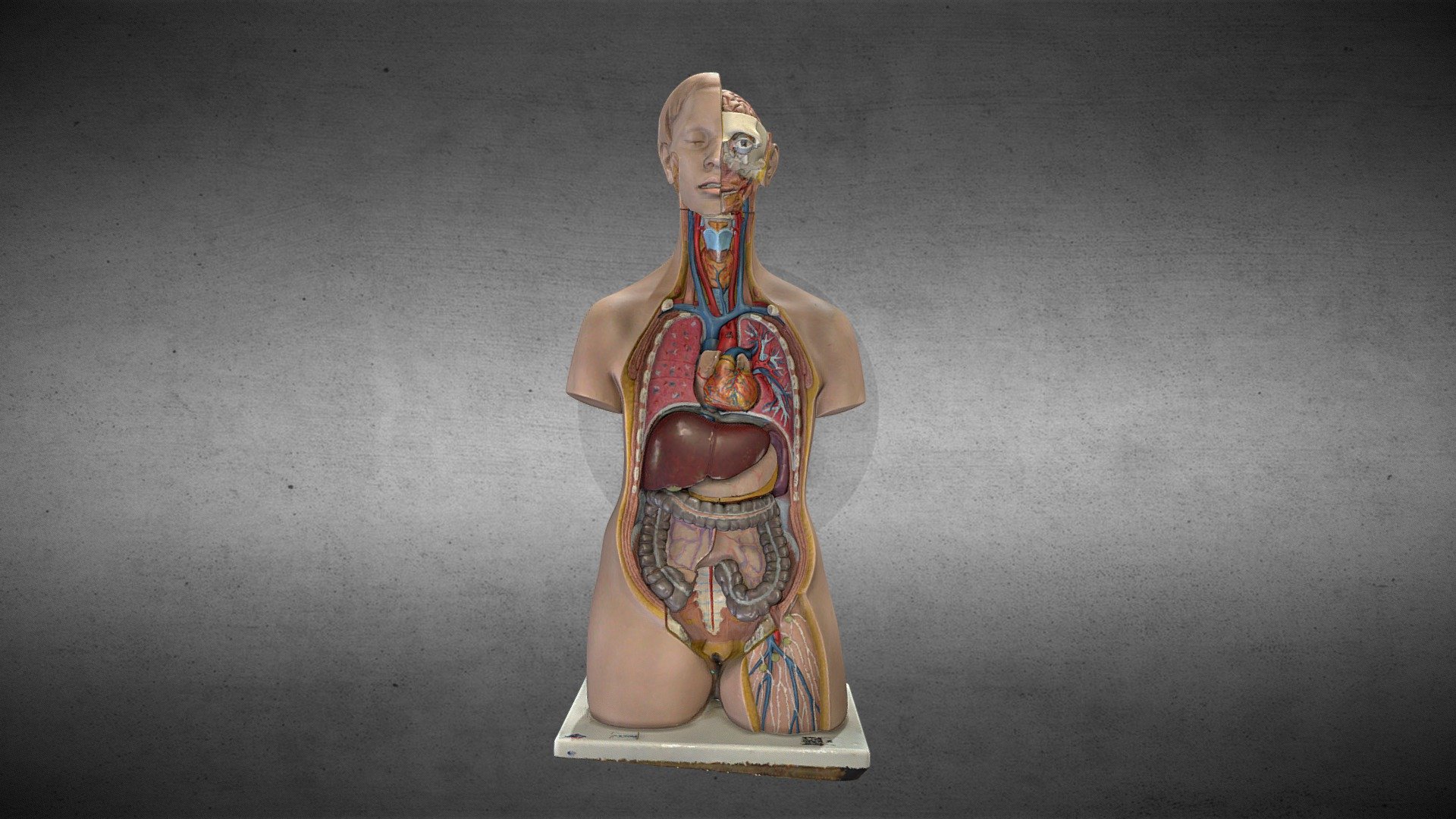 órganos internos / Internal organs 3d model