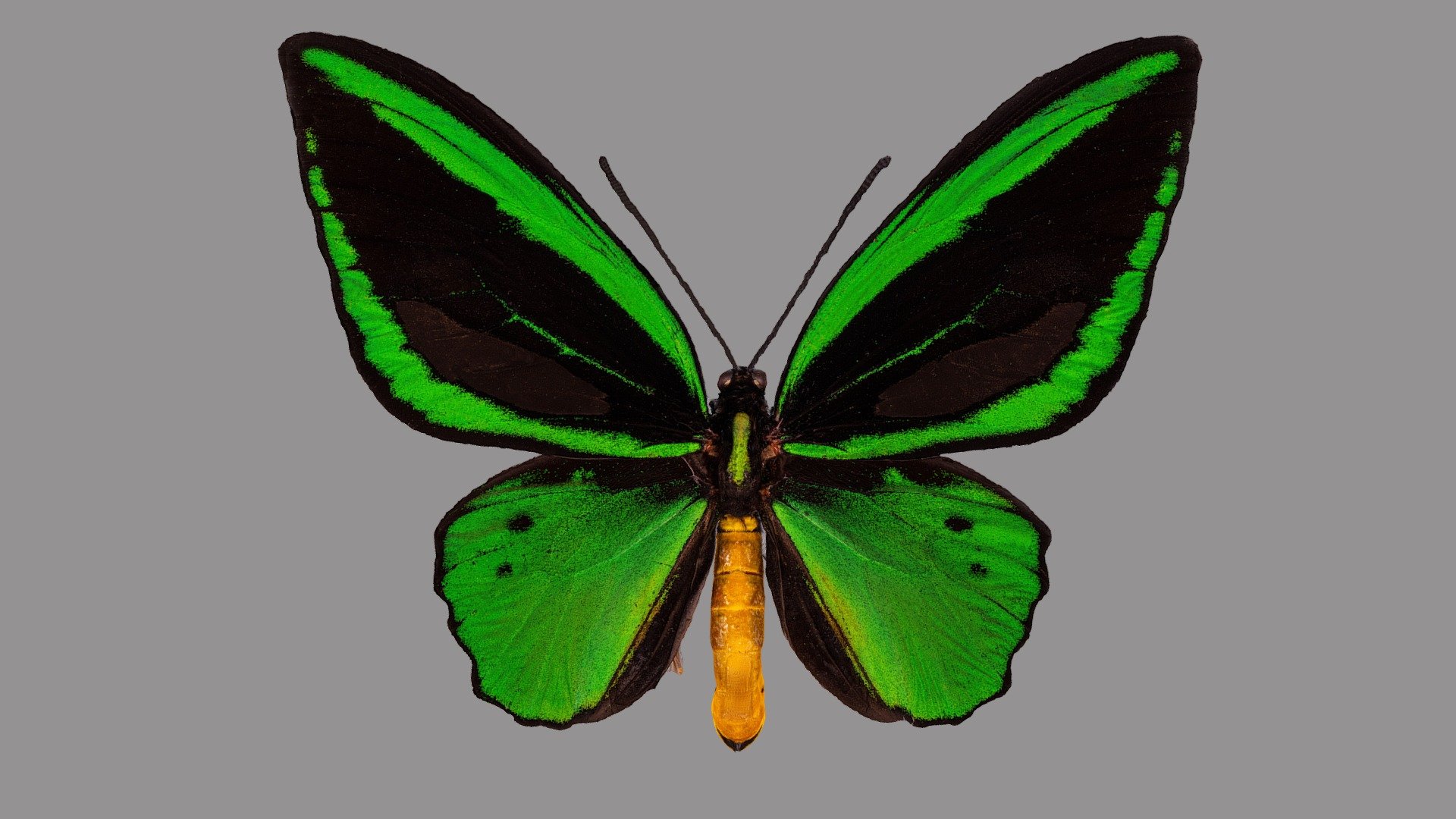 Ornithoptera priamus poseidon 3d model