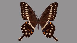 Papilio lormieri