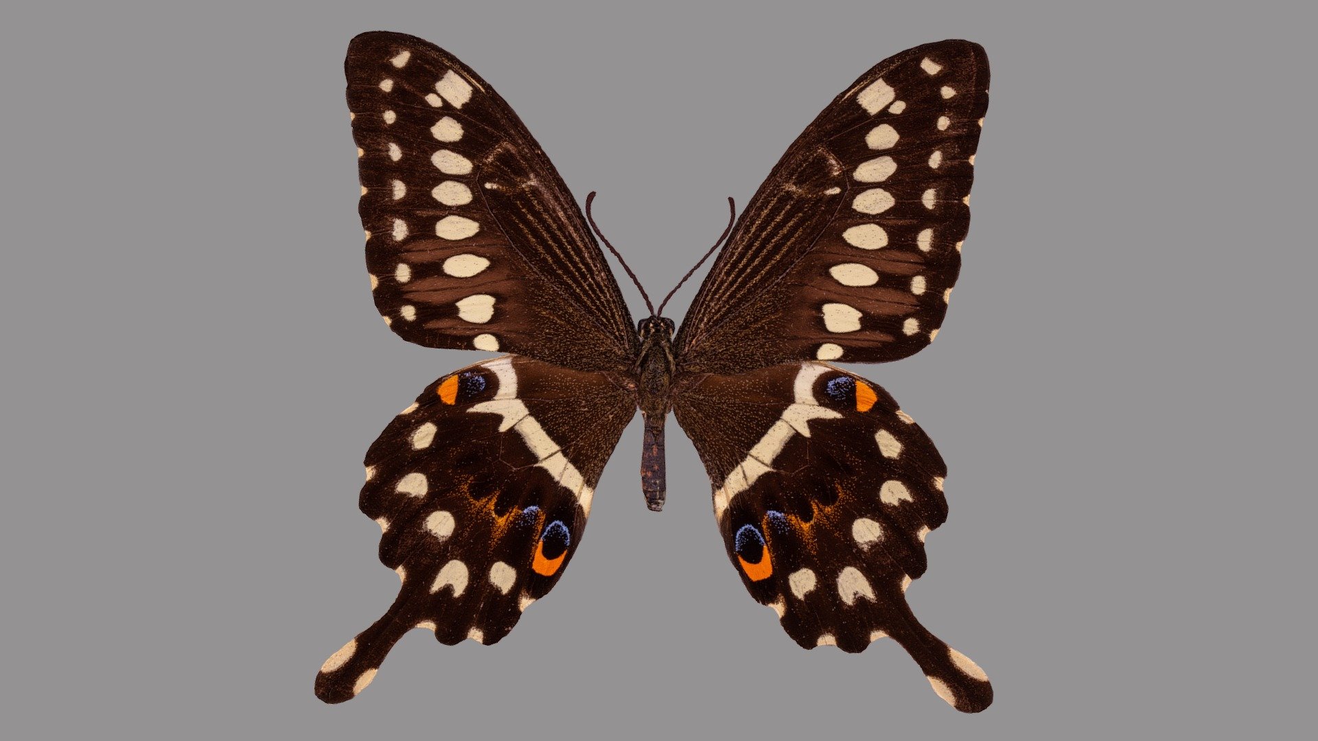 Papilio lormieri 3d model