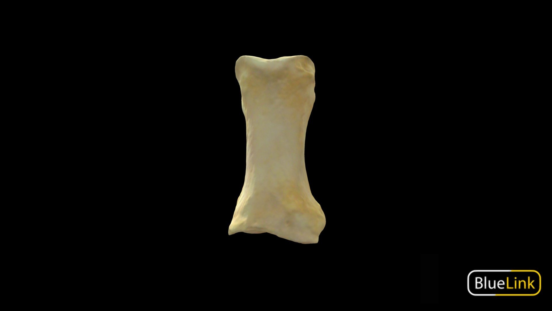 Proximal Phalanx 1 3d model