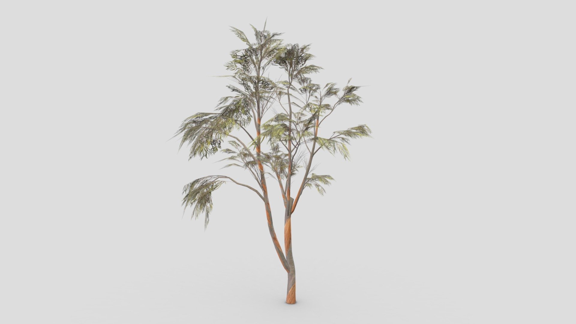 Eucalyptus Tree- 20 3d model