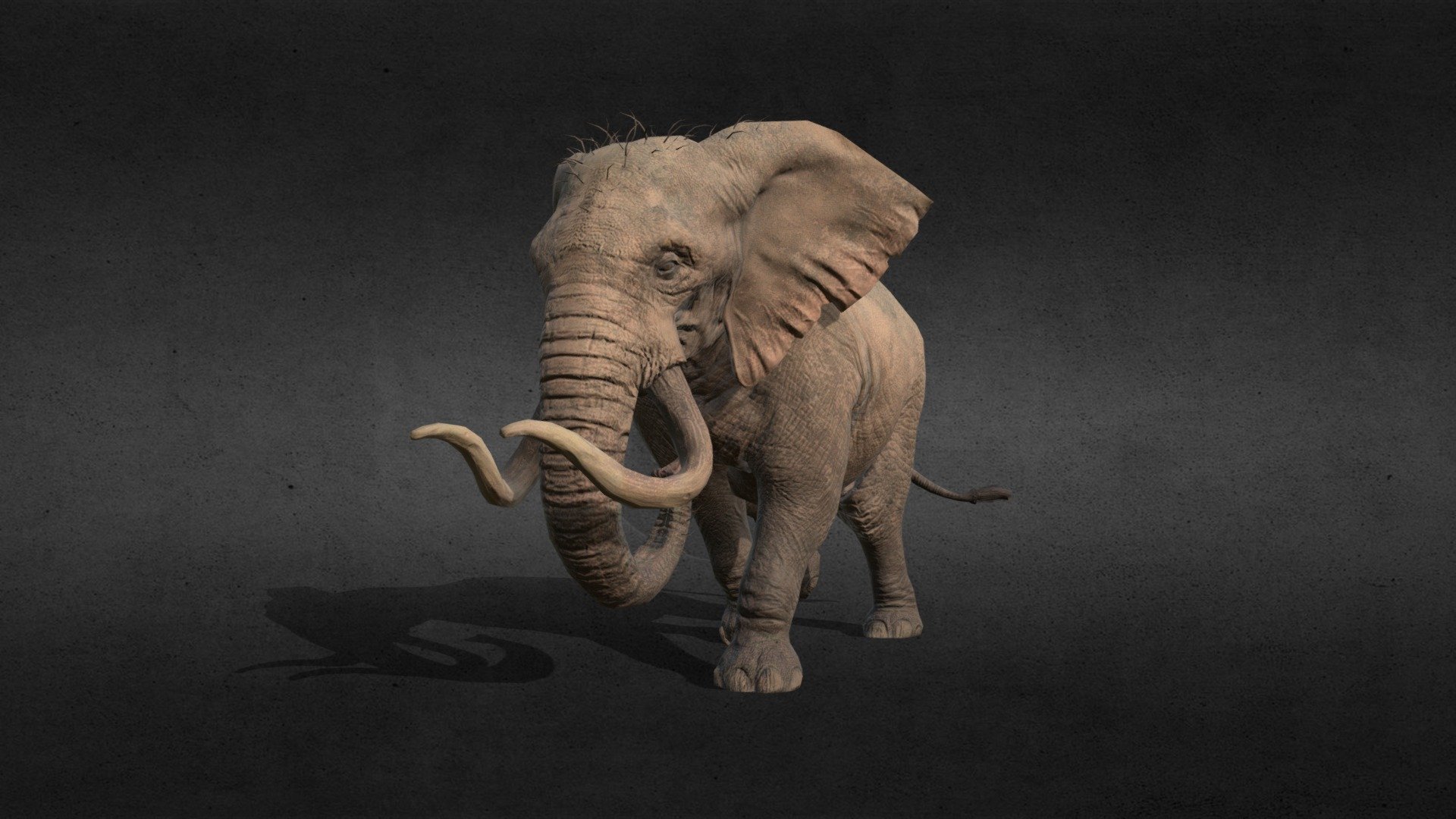 Elephant Animation Walk 3d model