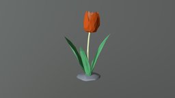 Tulip