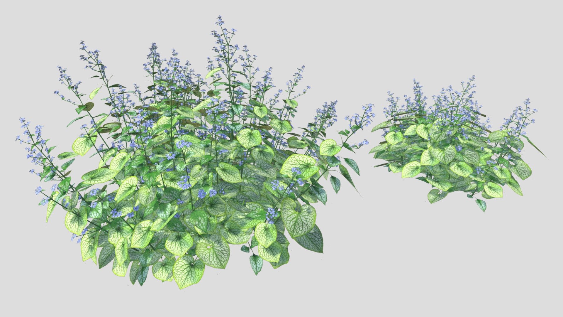 Brunnera Macrophylla  Jack Frost 3d model