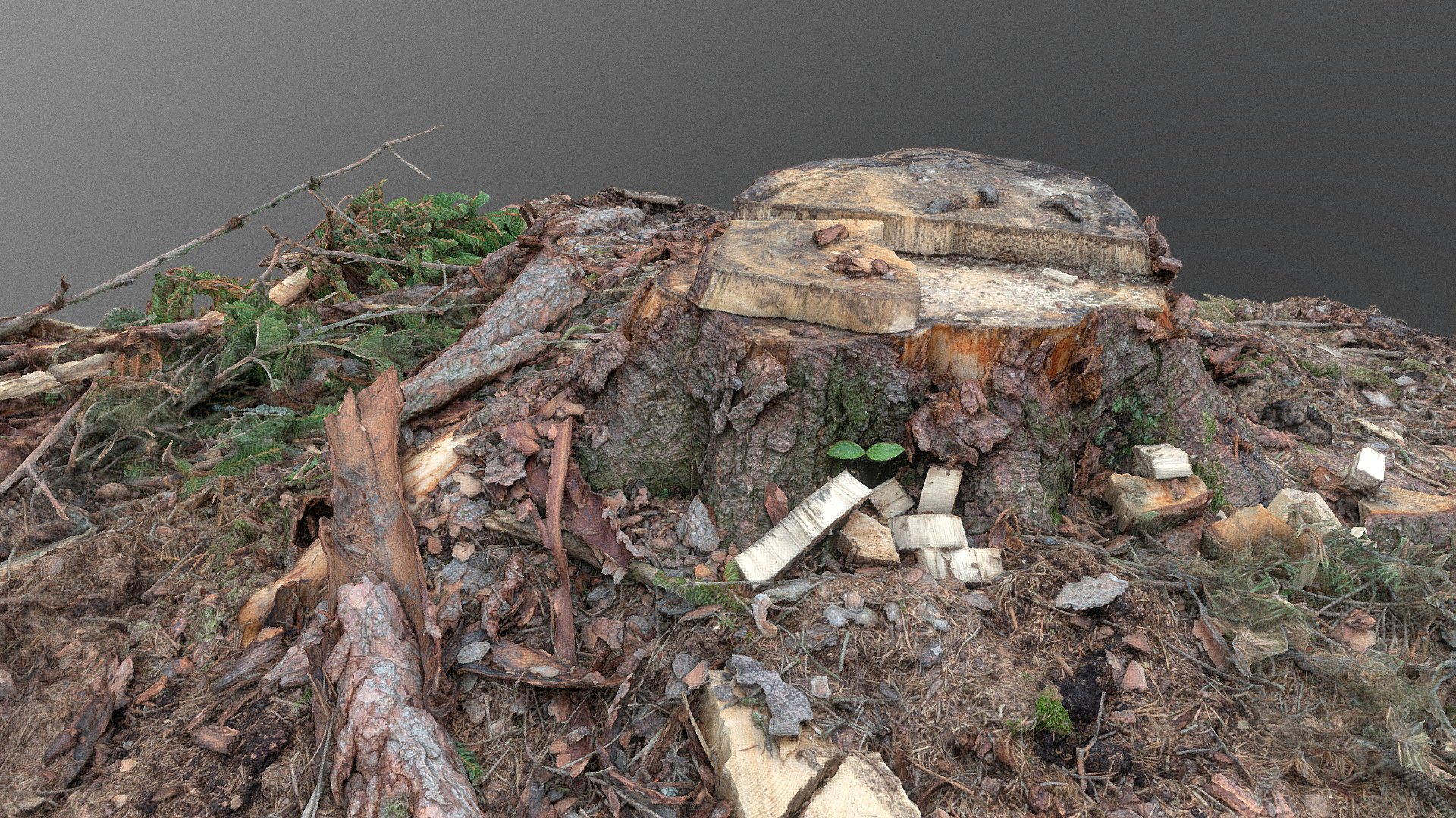 Spruce tree stump 3d model