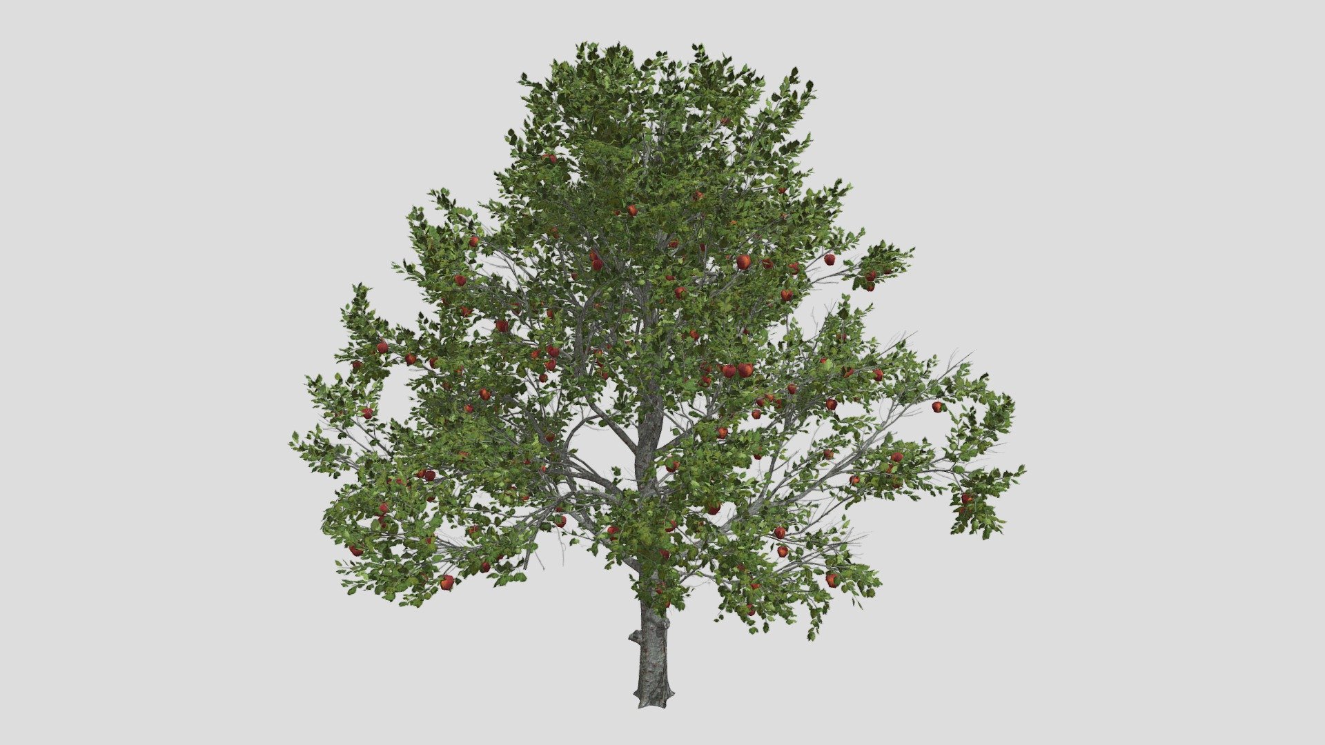 Red Delicious Apple Tree 3d model