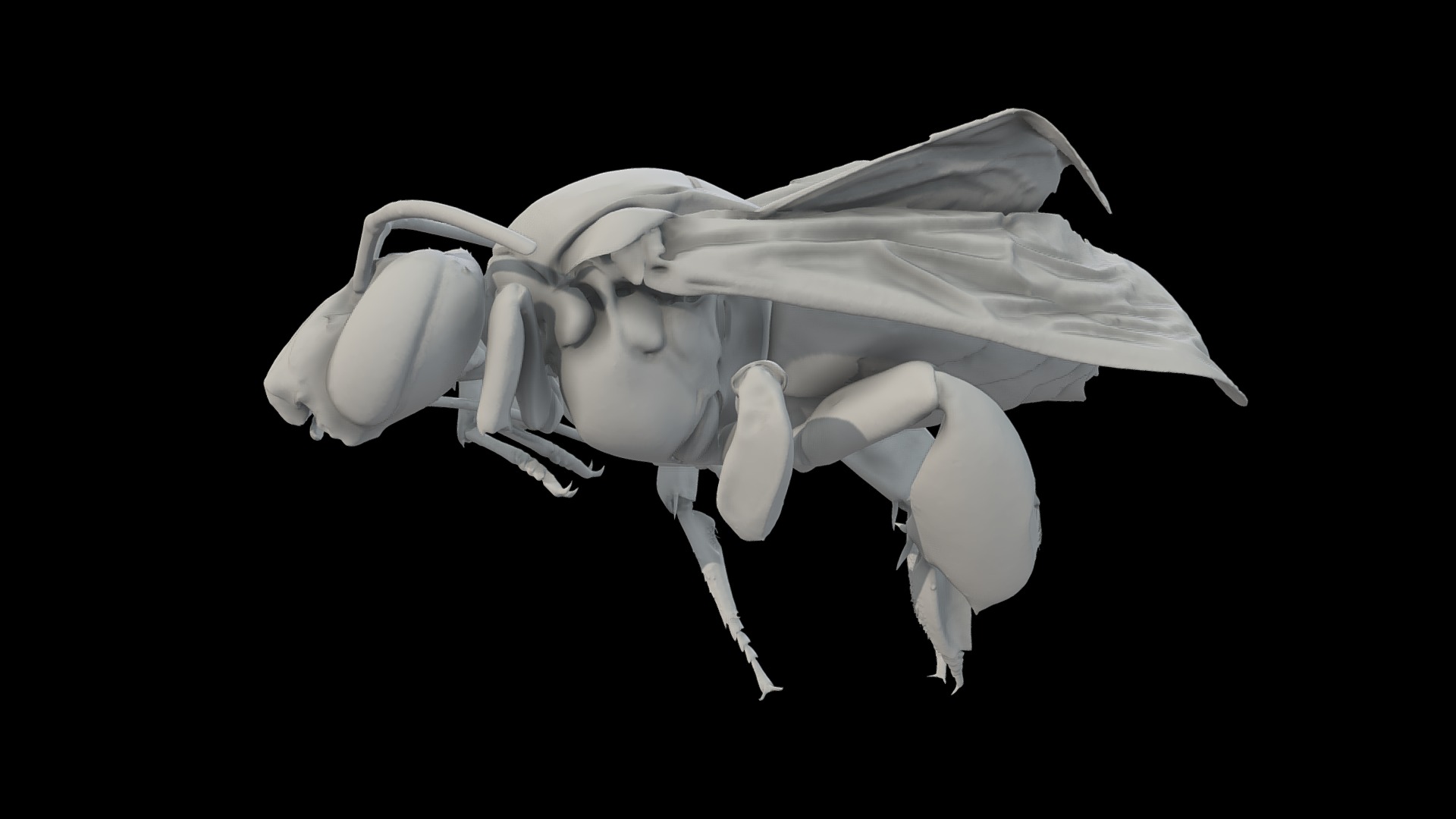 Eulaema Meriana Bee-scale Mm-1M Triangle 3d model