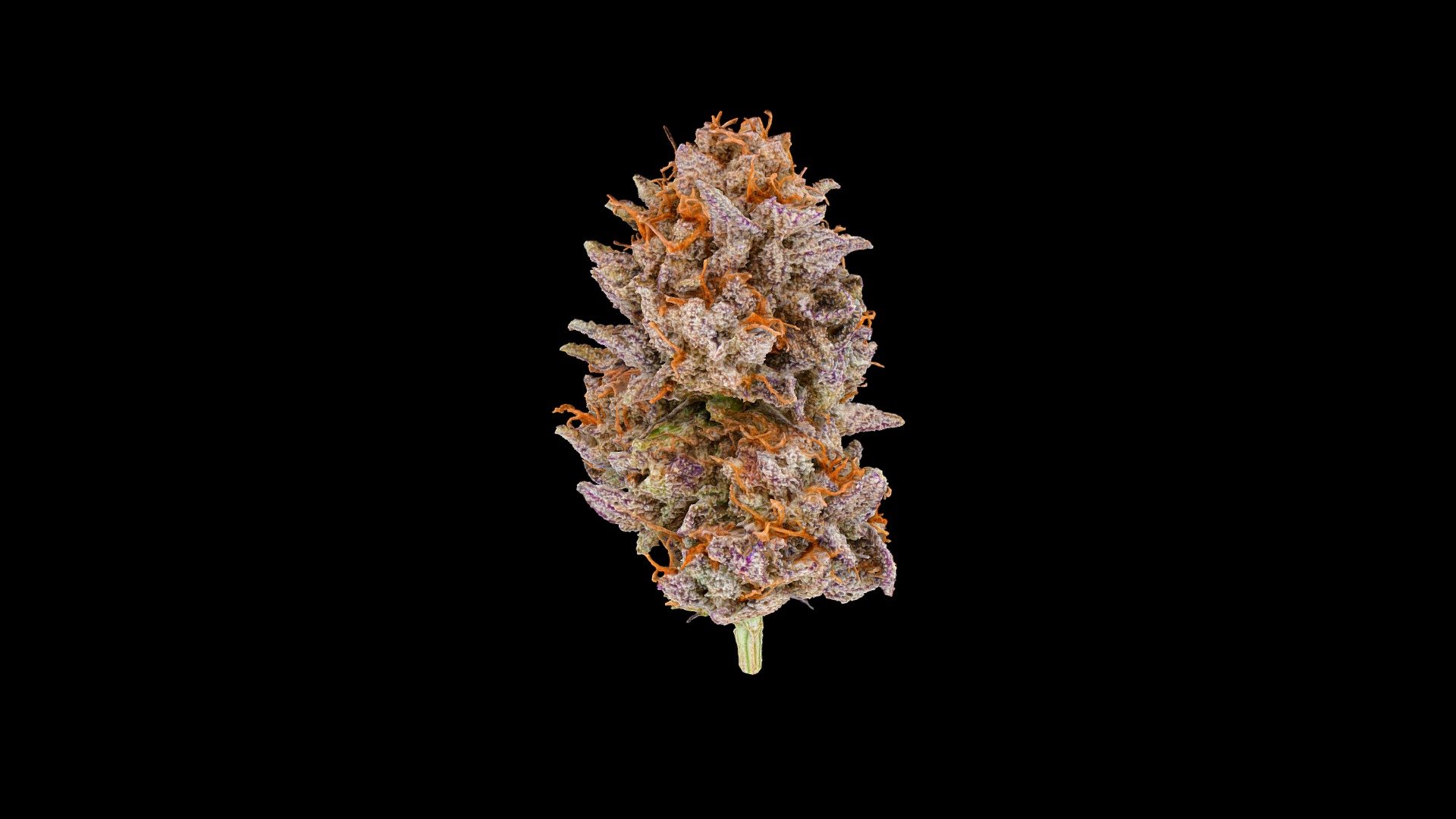 Peanut Butter Breath — Cannabis Model 3d model