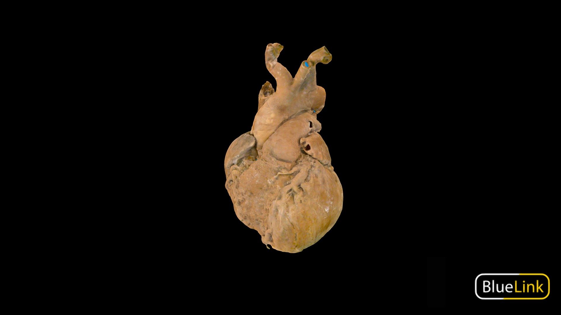 Heart 3d model